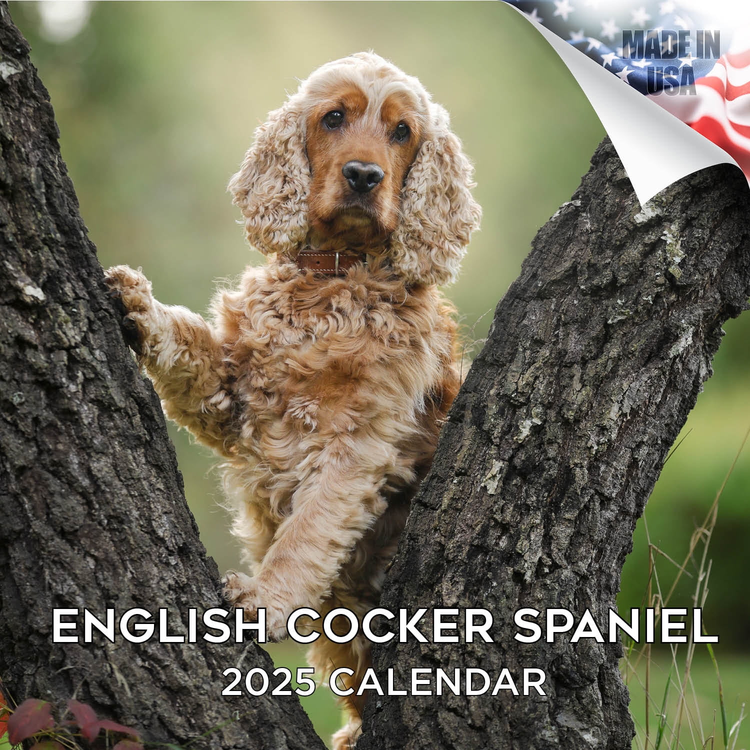 2024 2025 English Cocker Spaniel Calendar Dog Breed Monthly Wall