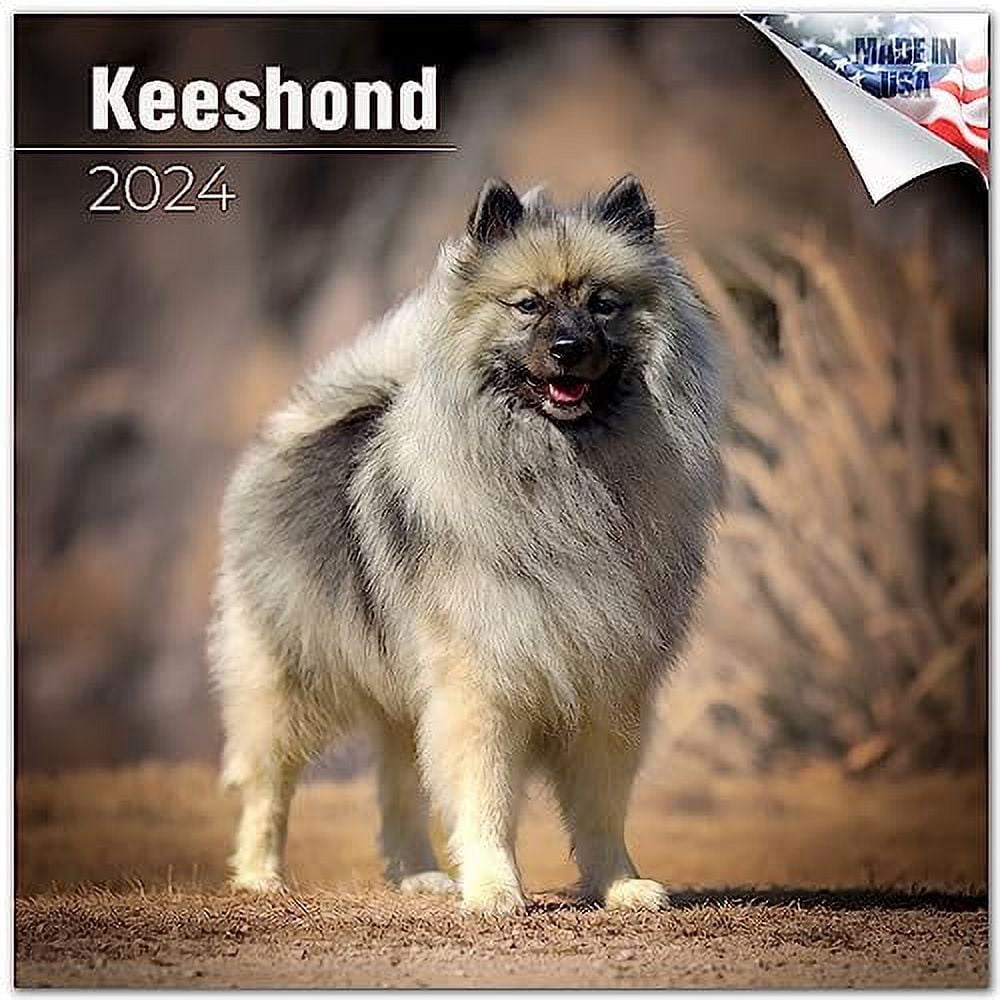 2023 2024 Keeshond Calendar Dog Breed Monthly Wall Calendar 12 x 24