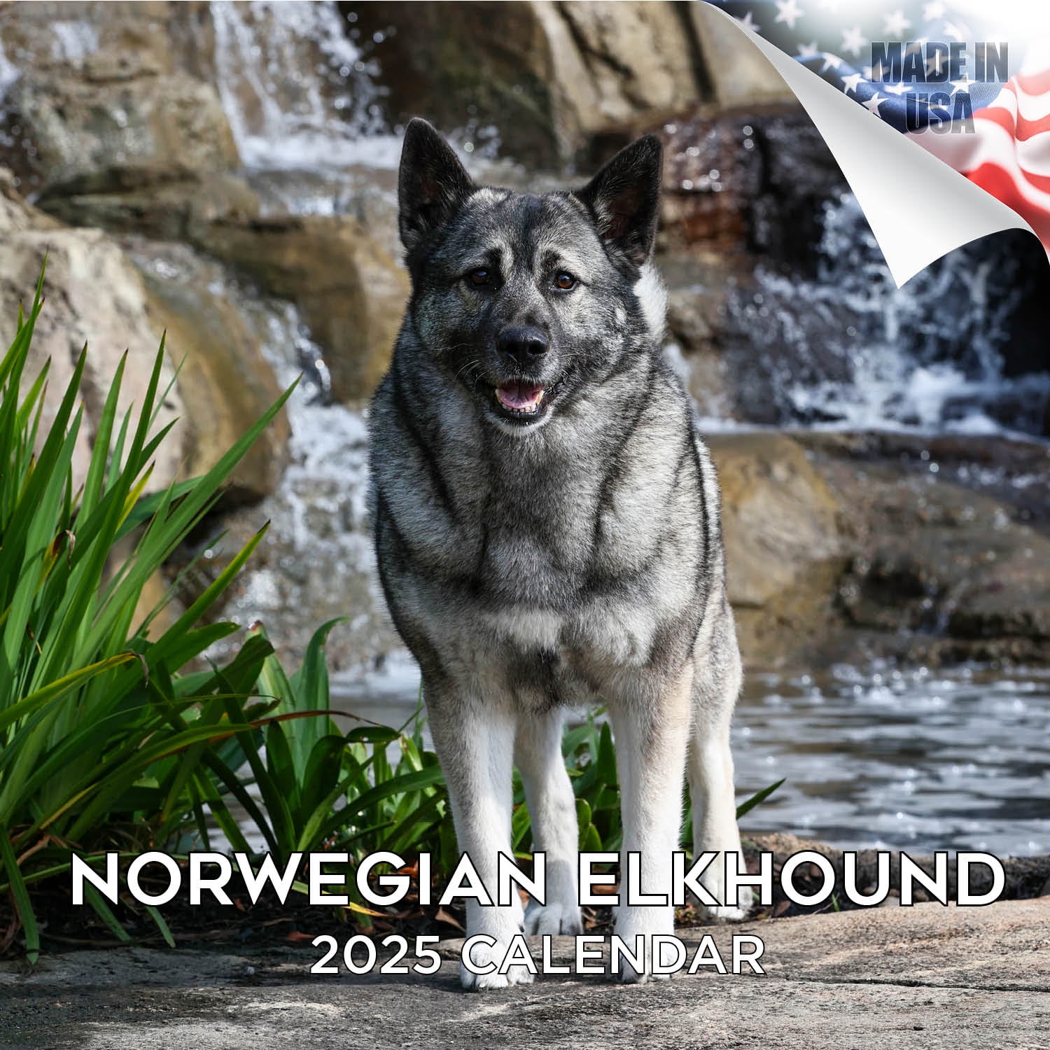 2024 2025 Norwegian Elkhound Calendar Dog Breed Monthly Wall Calendar