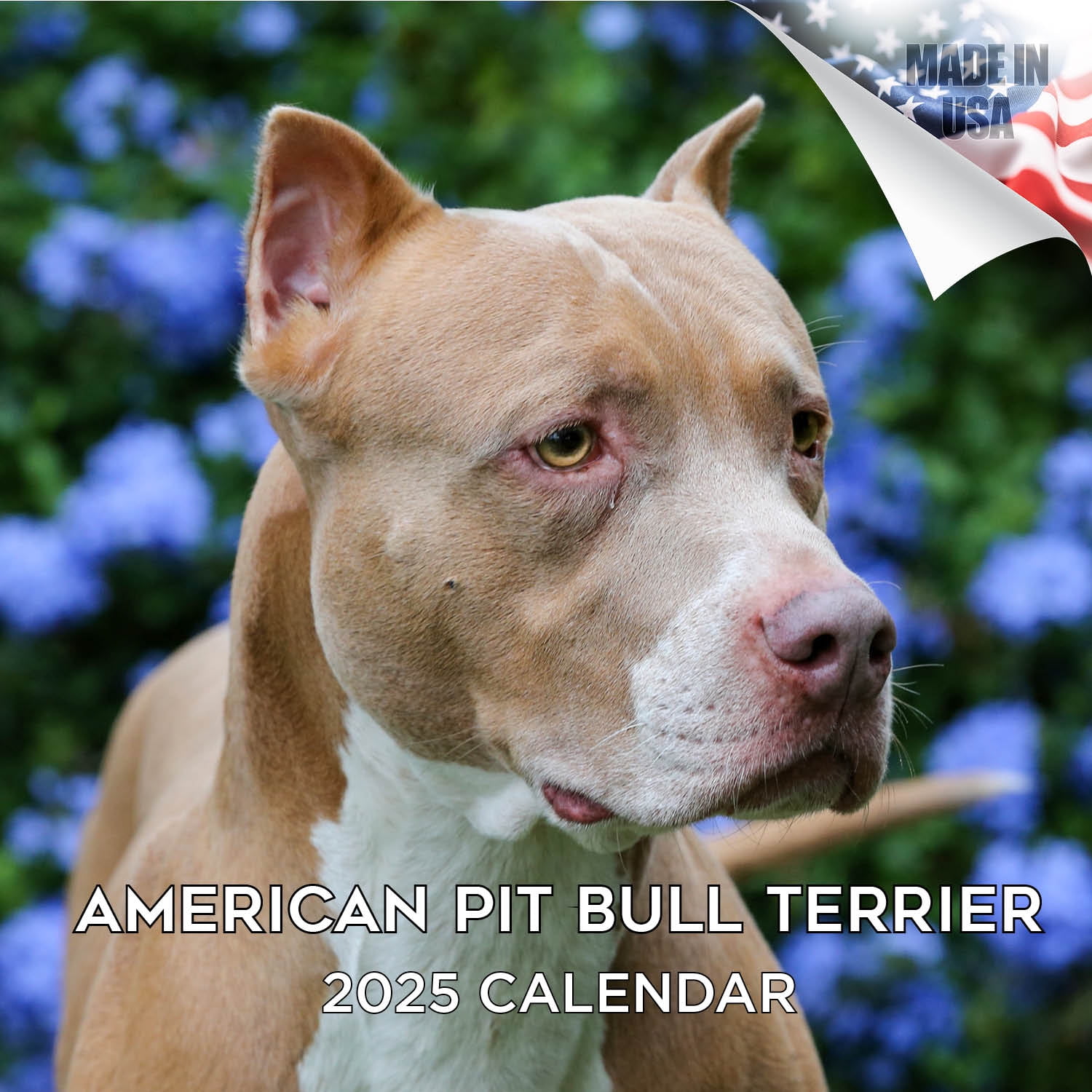 2024 2025 Pitbull Calendar Dog Breed Monthly Wall Calendar American
