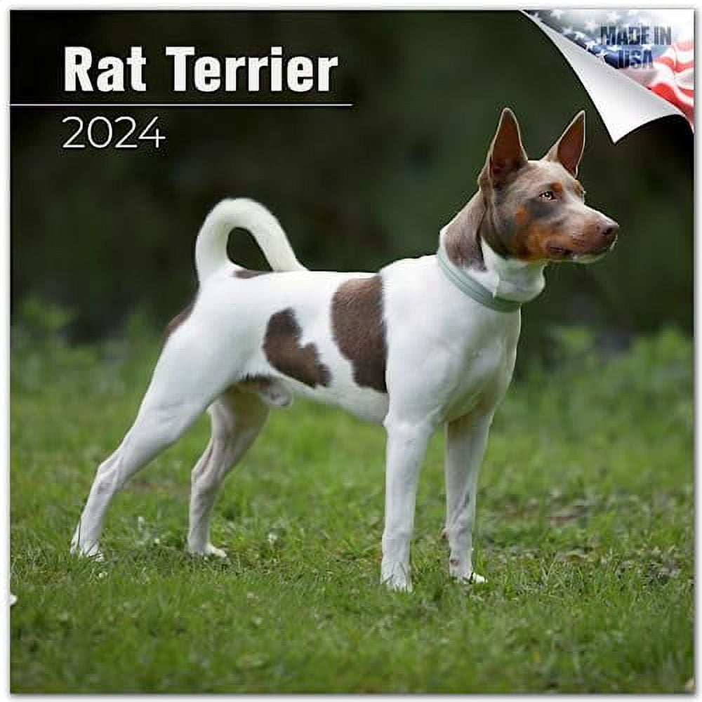 2023 2024 Rat Terrier Calendar Dog Breed Monthly Wall Calendar 12 x