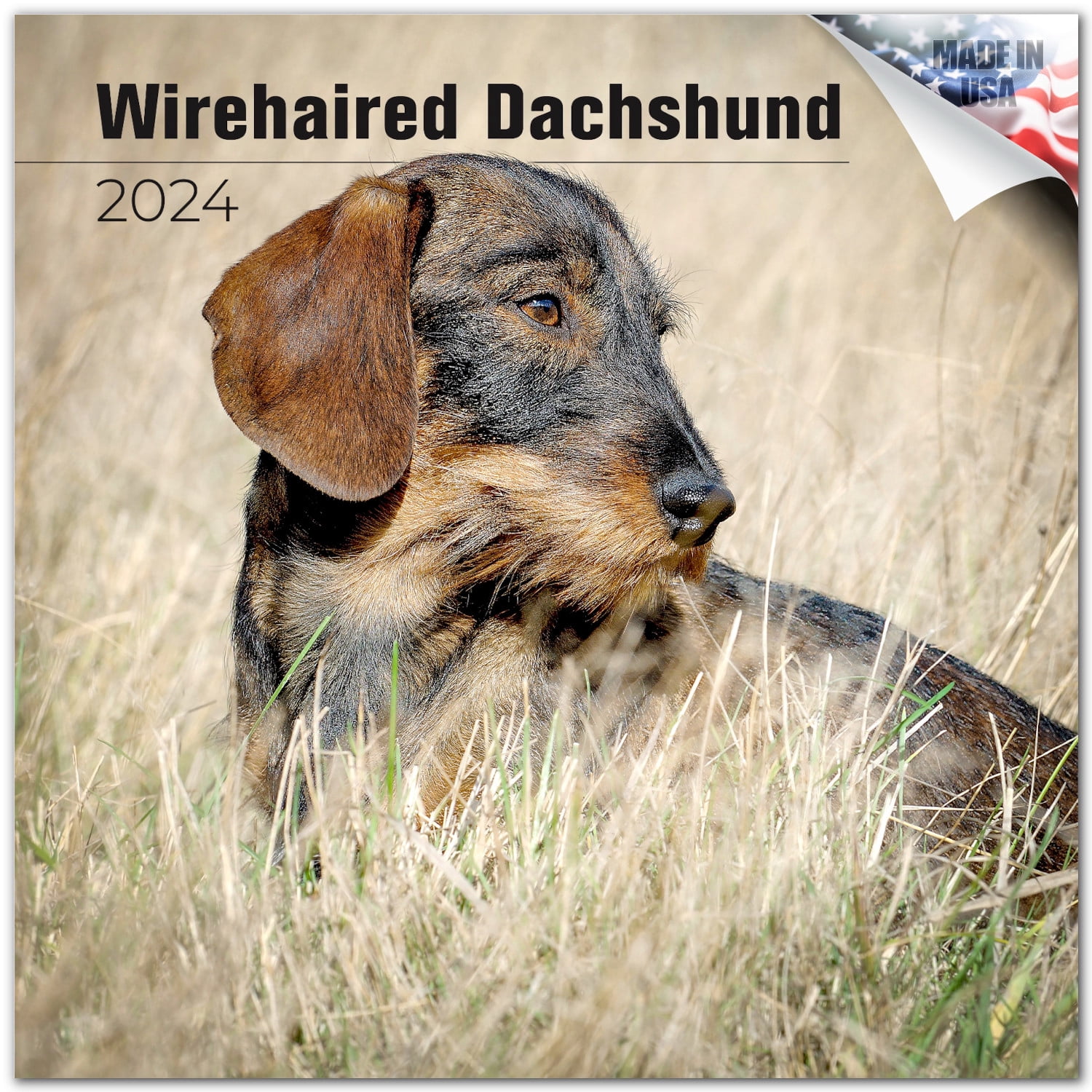 2023 2024 Wirehaired Dachshund Calendar - Dog Breed Monthly Wall Calendar -  12 x 24 Open - Thick No-Bleed Paper - Giftable - Academic Teacher's Planner  Calendar Organizing & Planning - Made in USA - Walmart.com