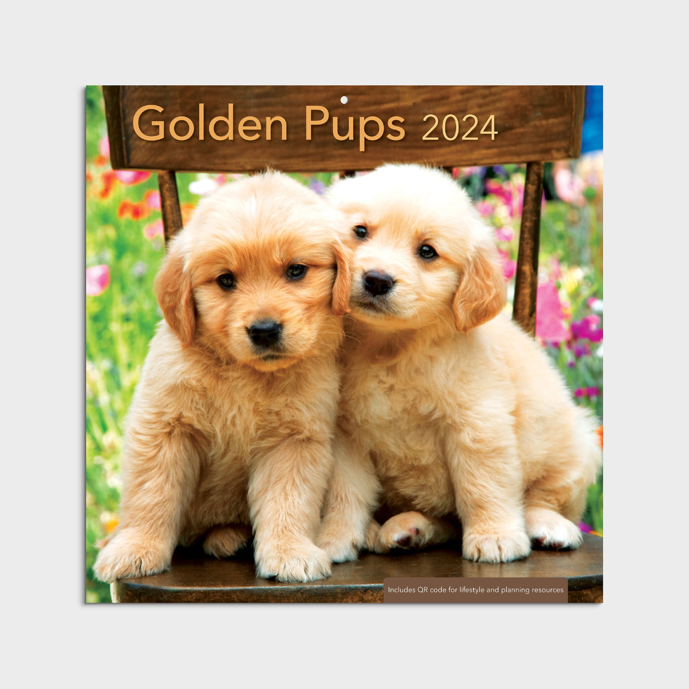 202412 Month Calendar Golden Pups12x12 Hanging Wall Calendar by