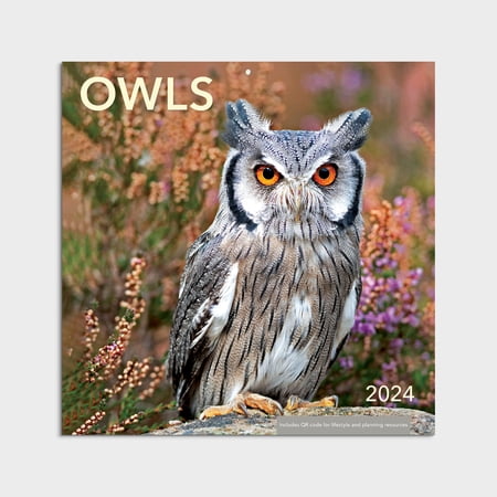 2024- 12 Month Calendar- Owl-12x12 by DaySpring