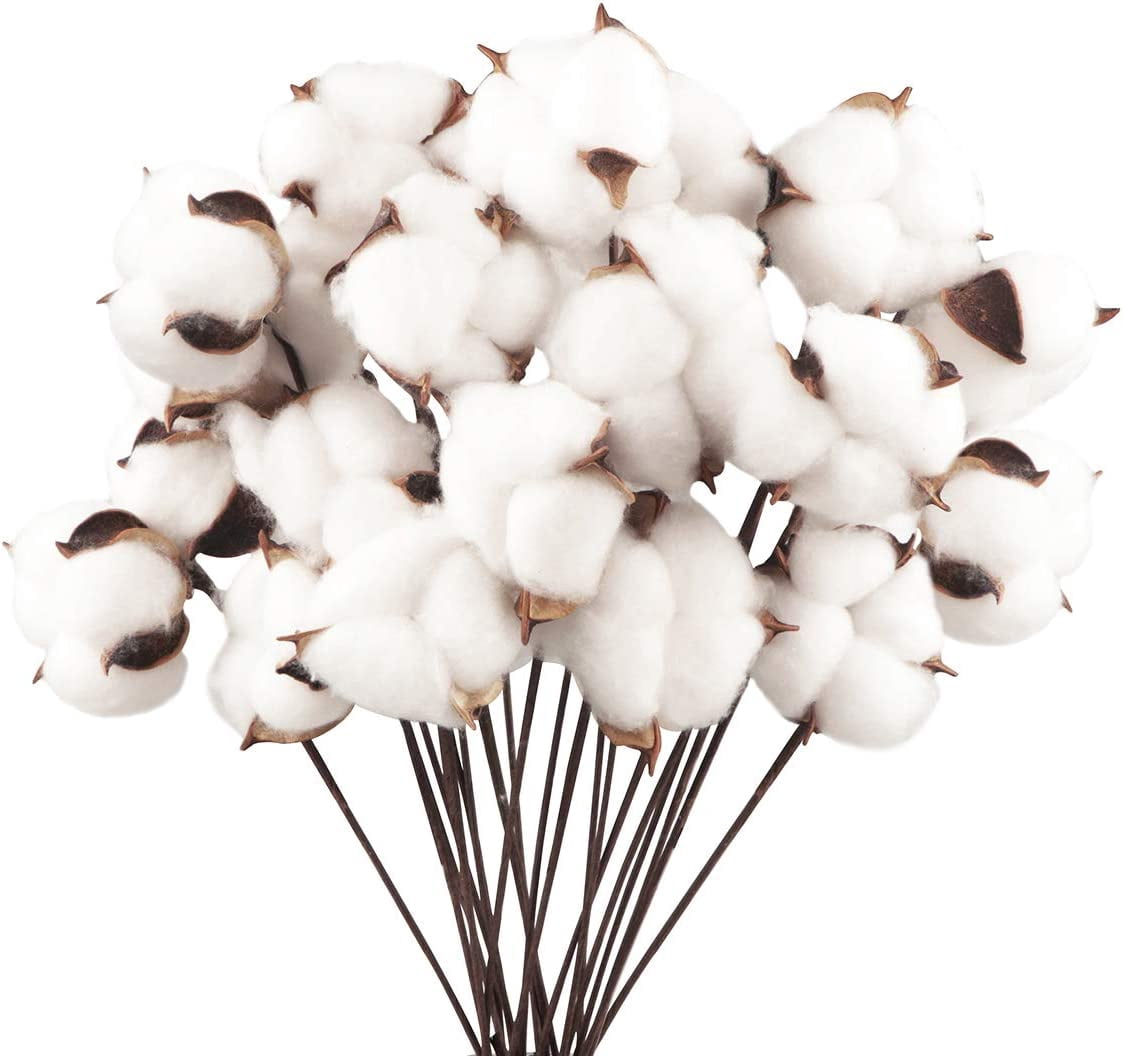 2024 20 Pack Natural Cotton Flowers Dried Flowers Cotton Stem Natural