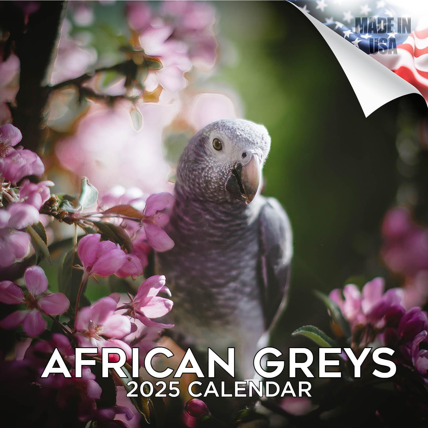 2024 2025 African Greys Calendar African Birds Monthly Wall Calendar