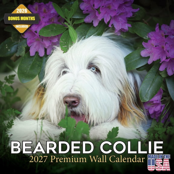 MegaCalendars 2026-2027 Bearded Collie Wall Calendar, 12x12 Bonus Month Monthly Planner, Made in USA