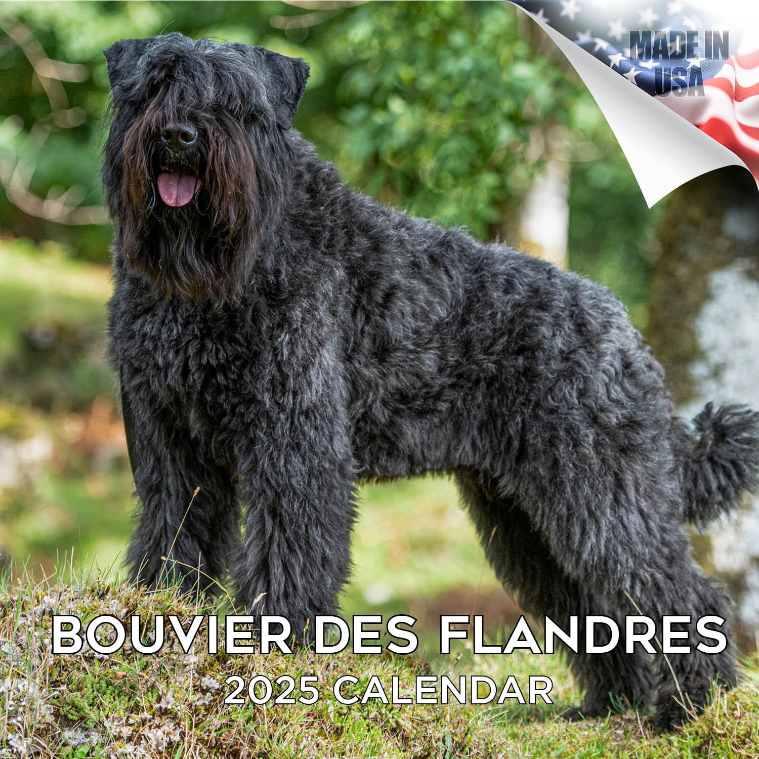 Bouvier Des Flandres Züchter Und Welpen In Berlin
