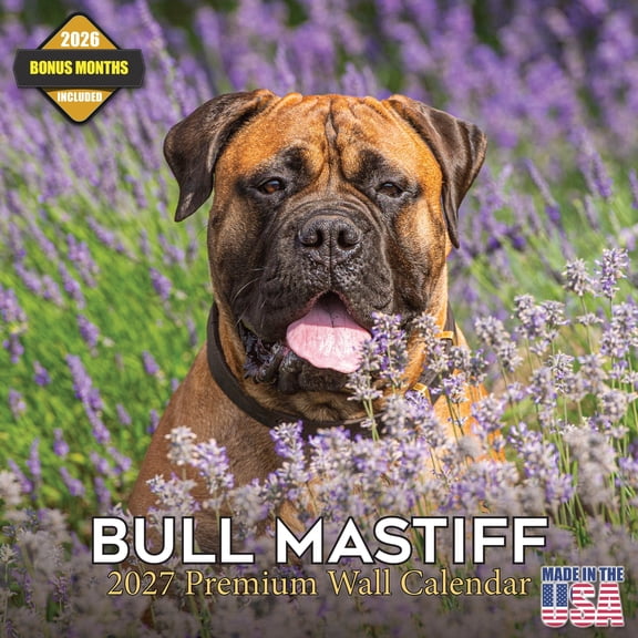 MegaCalendars 2026-2027 Bull Mastiff Wall Calendar, 12x12 Bonus Month Monthly Planner, Made in USA