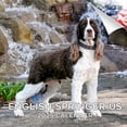 thumbnail image 1 of 2025 2026 English Springer Calendar - Dog Breed Monthly Wall Calendar - 12 x 24 Open - Thick No-Bleed Paper - Giftable - Academic Teacher's Planner Calendar Organizing & Planning - Made in USA, 1 of 1