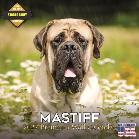 MegaCalendars 2026-2027 Mastiff Wall Calendar, 12x12 Bonus Month Monthly Planner, Made in USA