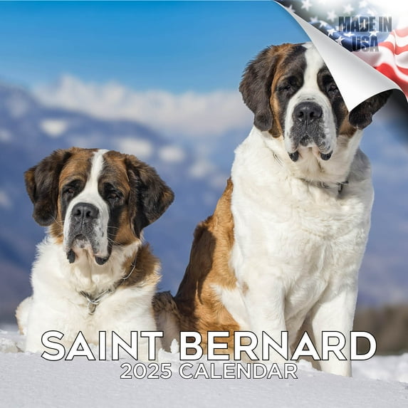 2025 2026 St Bernard Calendar - Saint Bernard Dog Breed Monthly Wall Calendar - 12 x 24 Open - Thick No-Bleed Paper - Giftable - Academic Teacher's Planner Calendar Organizing & Planning - Made in USA