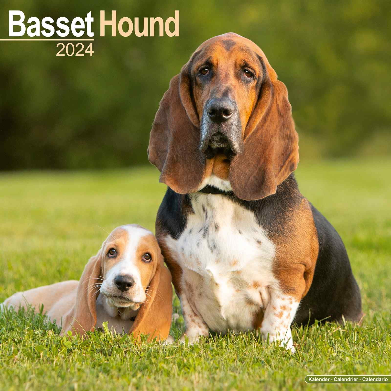 2024 Basset Hound Calendar Monthly Wall Calendar 12 x 24 Open