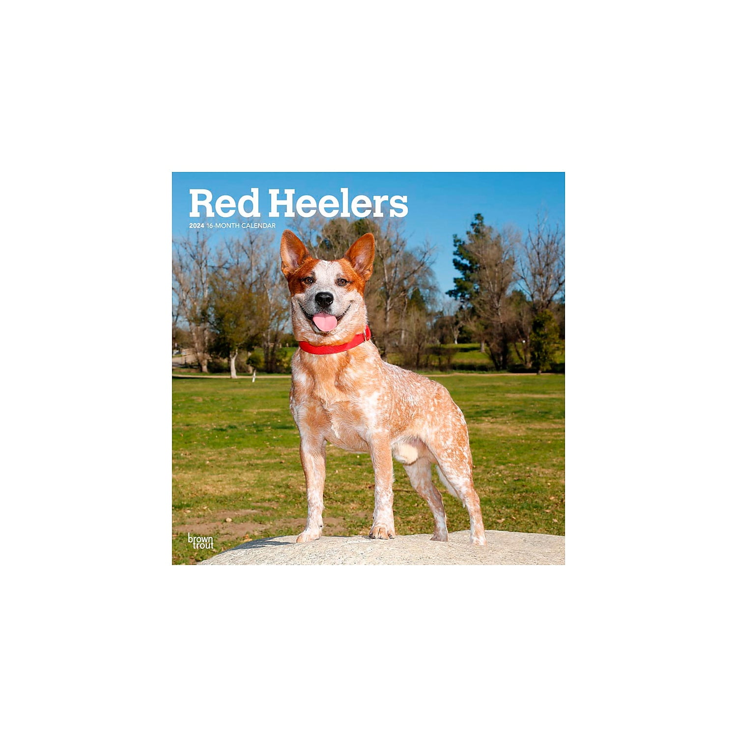 2024 BrownTrout Red Heelers 12" x 12" Monthly Wall Calendar