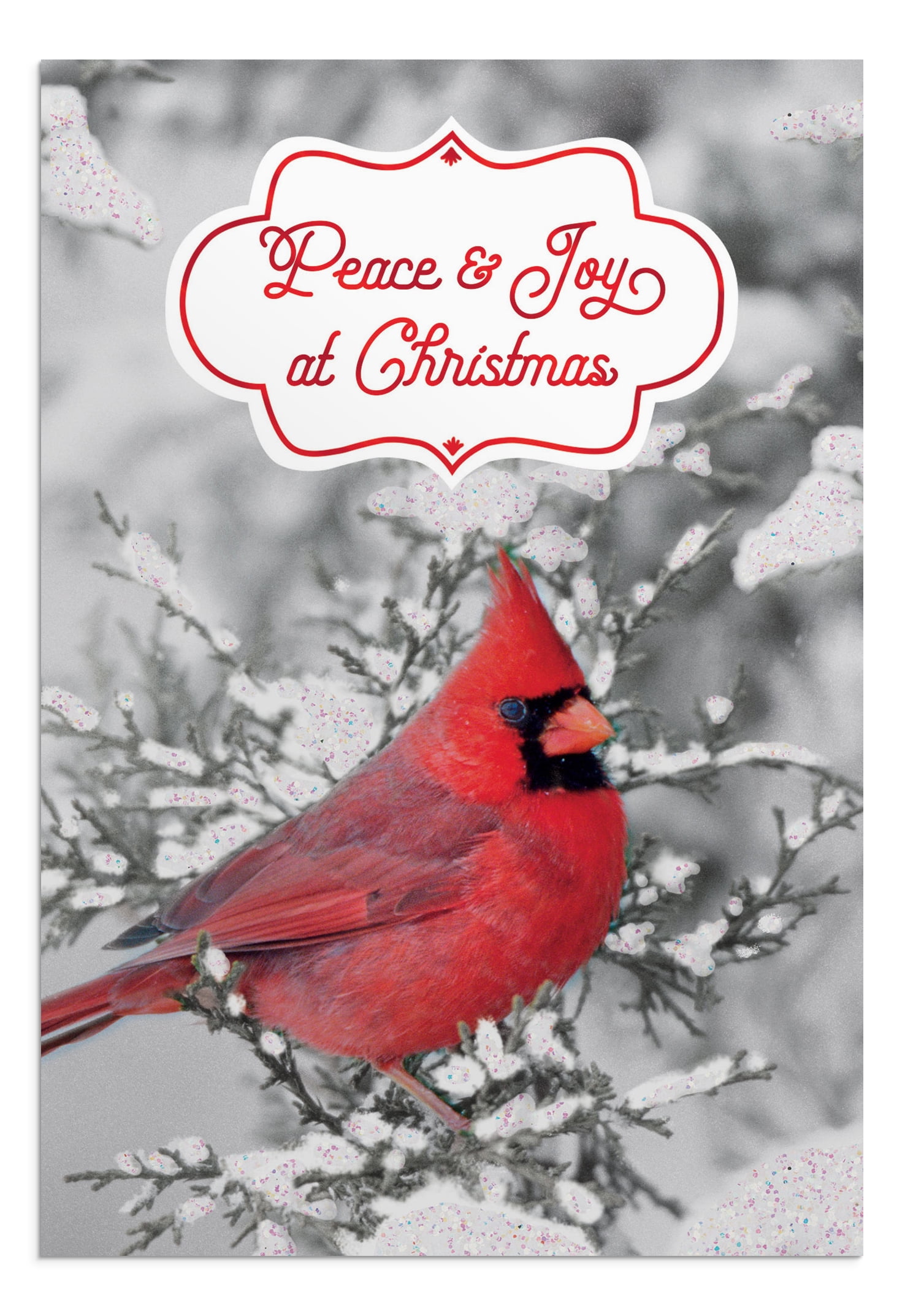 2024-DaySpring 18 Inspirational Christmas Greeting Cards, Black & White with Red Cardinal , Outdoor Photography , NLT scripture