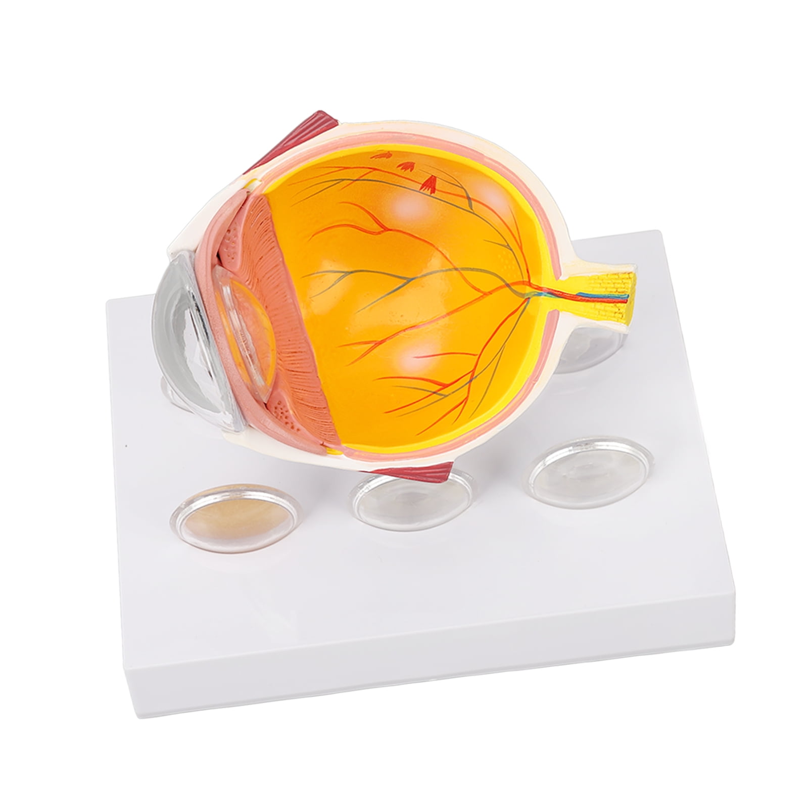 Plastic Educational Toy 3 Times Enlarged Human Eye Anatomy Model With ...