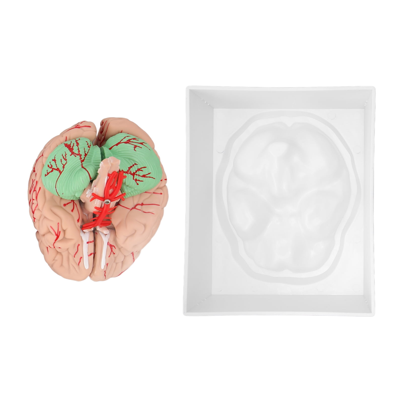 2024 Human Brain Model 8 Parts Detachable Anatomical Brain Model for