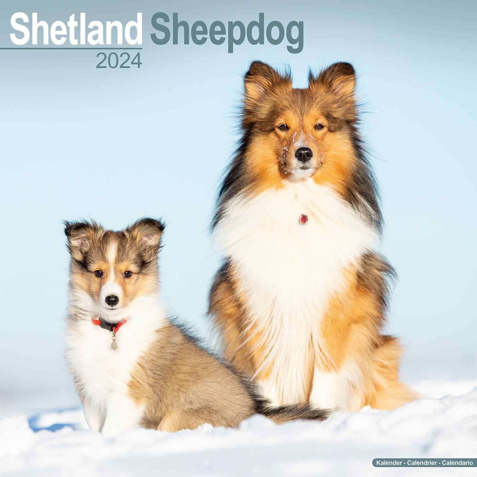 2024 Shetland Sheepdog Calendar Monthly Wall Calendar 12 x 24 Open