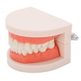 2024 Small Teeth Model Kindergarten Brushing Teaching Model Oral