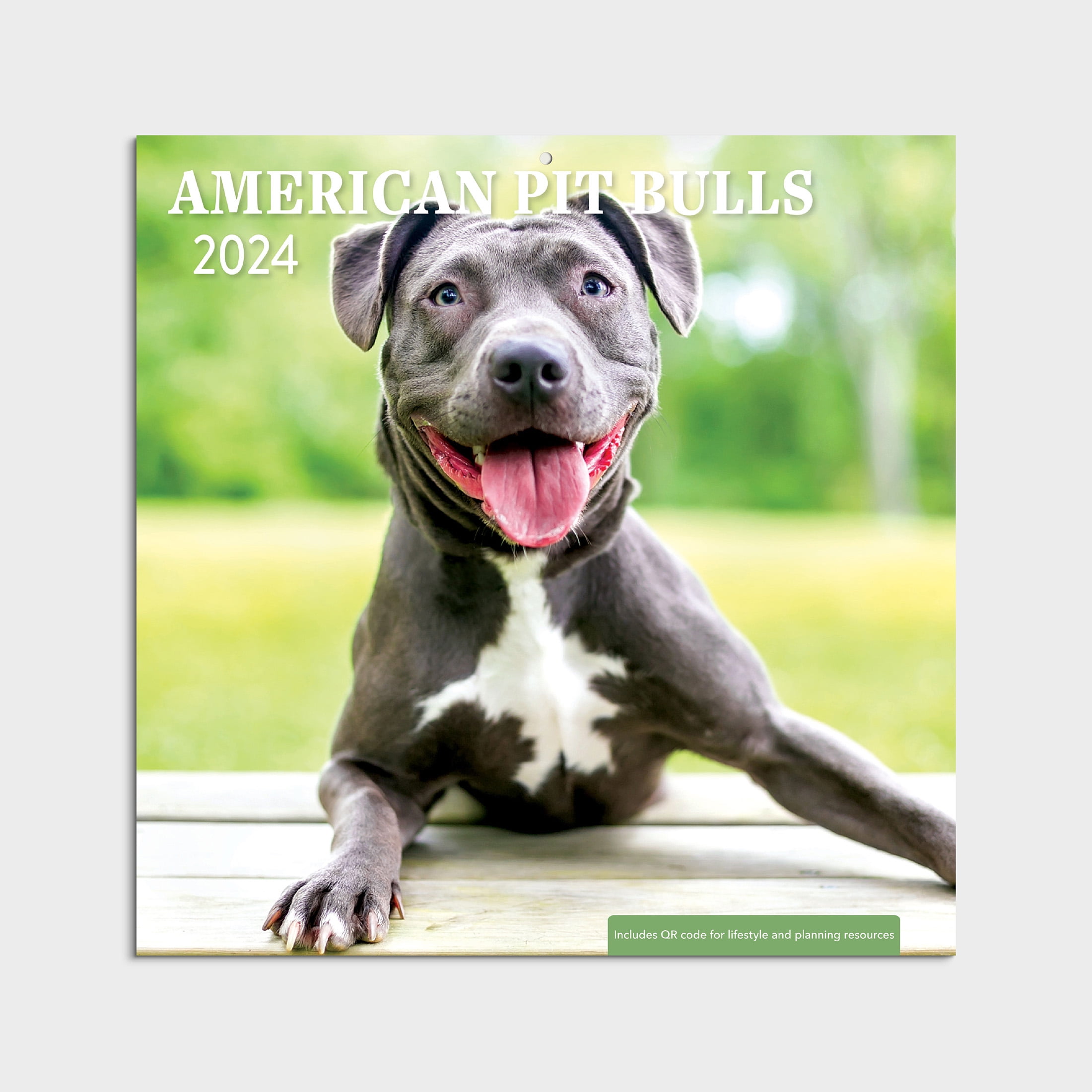 2024Wall CalendarAmerican Pitbulls12x12 Hanging Wall Calendar by