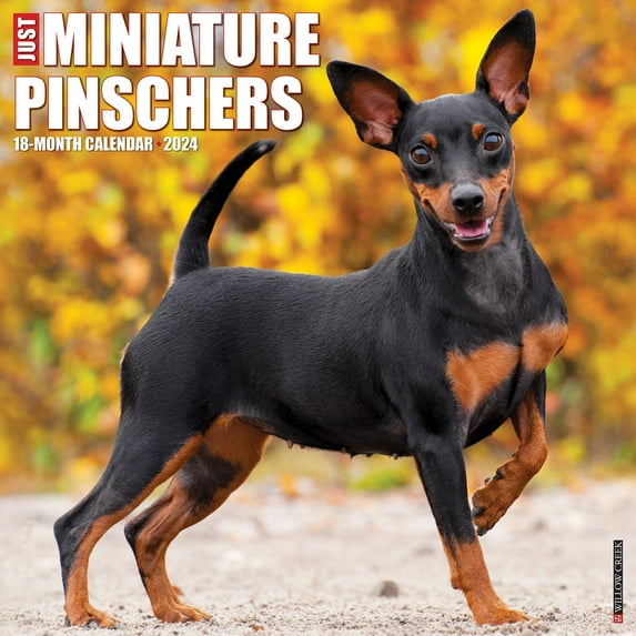 2024 Willow Creek Press Animals Monthly Wall Calendar, 12" x 12", Just Miniature Pinschers, January To December