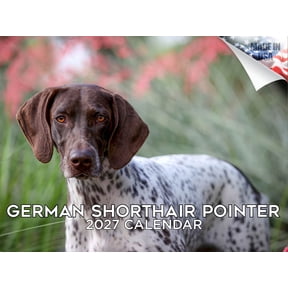 MegaCalendars German Shorthaired Pointer Wall Calendar 2026-2027, 14-Month, 12x9 In