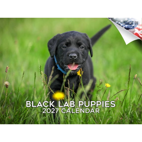 MegaCalendars Black Labrador Puppies Wall Calendar 2026-2027, 14-Month, 12x9 In