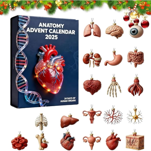 2025 Anatomy Advent Calendar, 24 Days Christmas Countdown Calendar, 24 Mini Acrylic Human Body Models Christmas Countdown Set, Fun Gift for Students, Science Fans and Holiday Home Decor(3pcs)