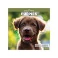 thumbnail image 1 of 2025 Hanging Wall Calendar, Puppies, 12x12 by Blue Sky, 1 of 6