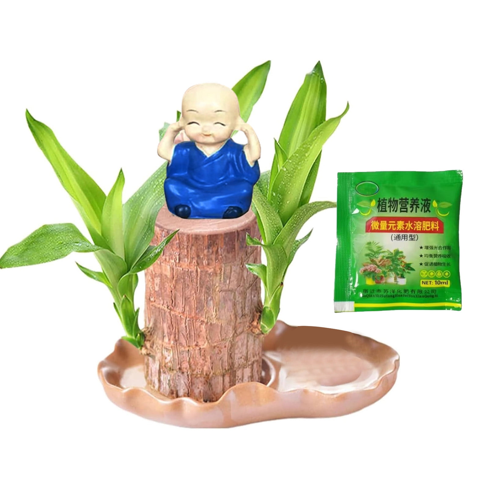 盆栽 brazil Brazilian Rain Tree – One of a Kind Pre-Bonsai – Wigert's Bonsai