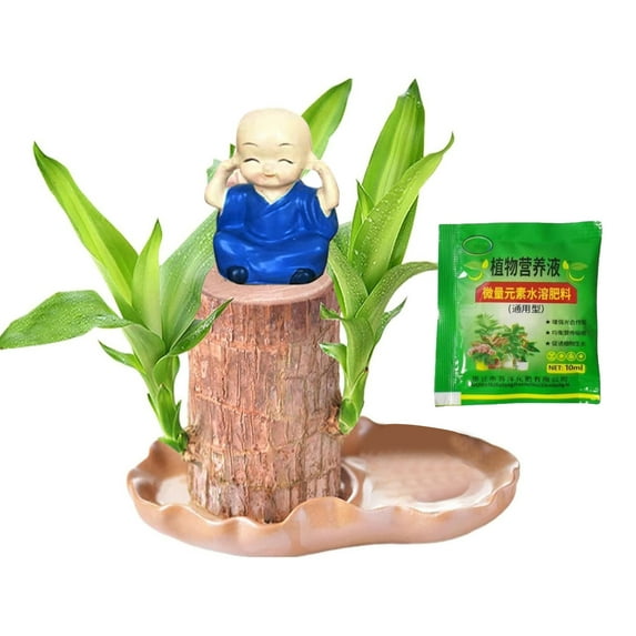 2025 New Brazilian Wood , Fortune Brazil Wood Potted , Brazilian Wood Hydroponic , Brazilian Wood,Mini Brazil Wood for Desktop Decoration, with Tray