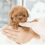 2025 New Clearance! My Realistic Robot Puppy Dog Toy Cute Soft Mini Robot Puppy For Kids Gifts(Brown) Toys Clearance Kids Gifts
