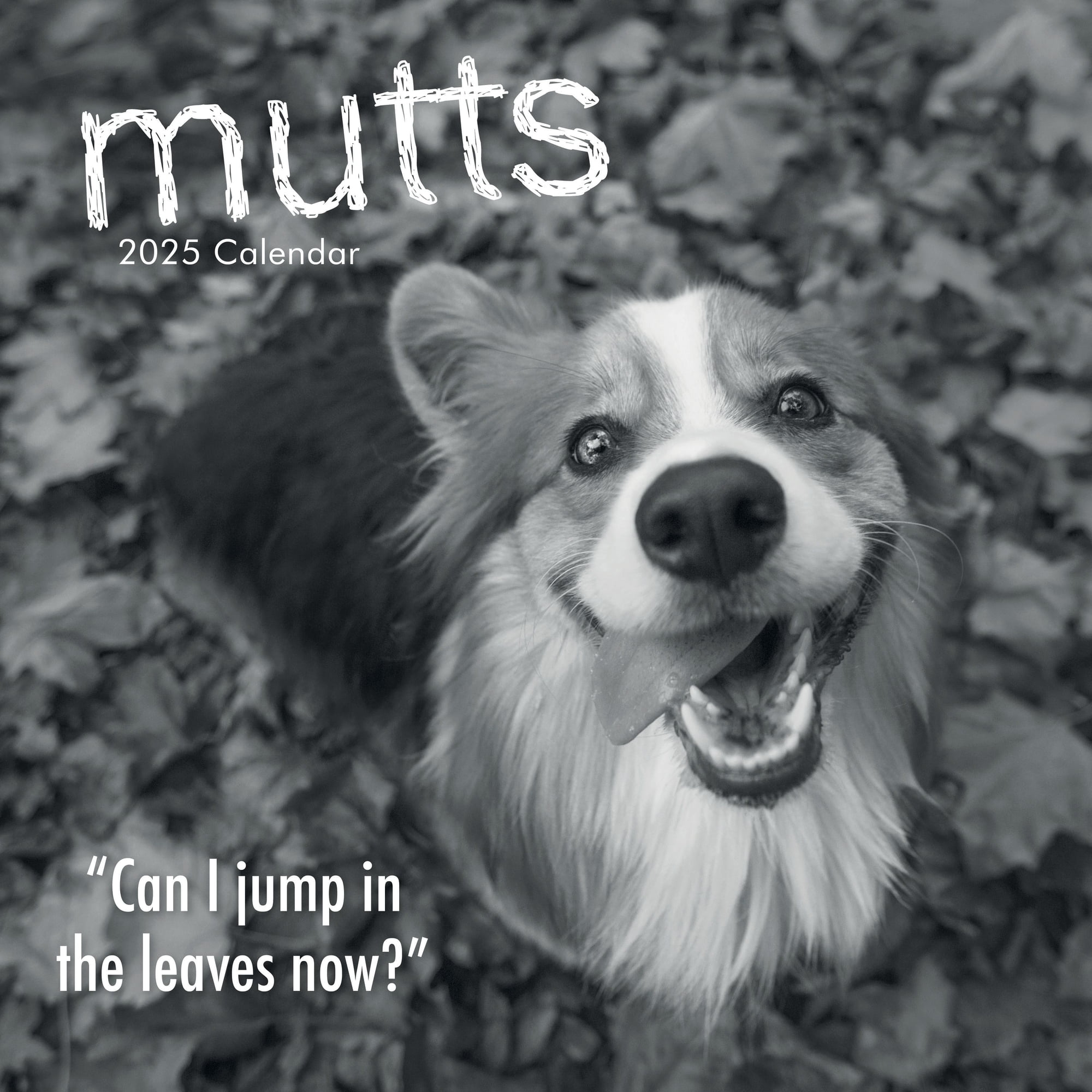 Walmart discount codes: 2025 Square Wall Calendar, Mutts, 16-Month Humor Theme with 180 Reminder Stickers (12 x 12 In)