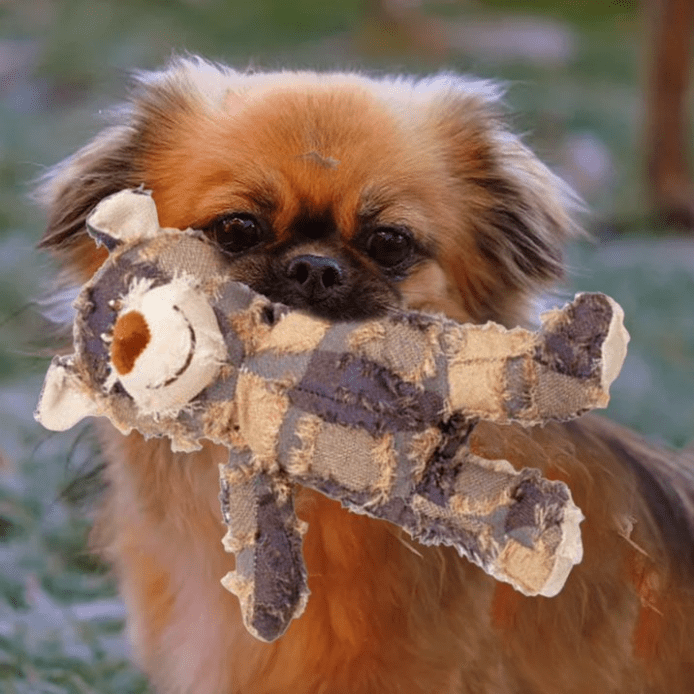 Robust Rio Dog 2025 Upgraded Indestructible Robust Bear, Indestructible Dog Toys to ...
