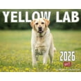thumbnail image 1 of 2026 Yellow Labrador Dog Wall Calendar 16-Month X-Large Size 14x22, Monthly Calendar for Home or Office, by The KING Company-Monster Calendars, 1 of 7
