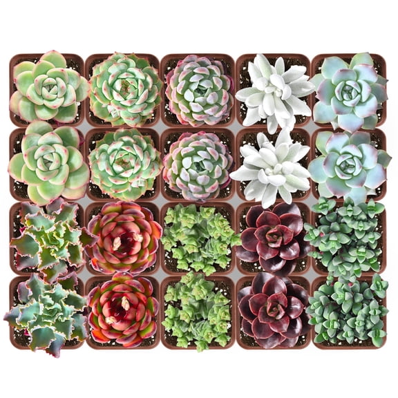 20PCS Assorted Succulent Collection,Colors & Textures,Bulk Plants for Wedding Favors DIY Projects