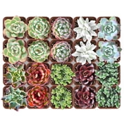 20PCS Assorted Succulent Collection,Colors & Textures,Bulk Plants for Wedding Favors DIY Projects