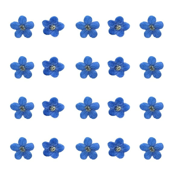 20PCS Blue Forget Me Not Flowers Dried Pressed Nature Craft' Art DIY