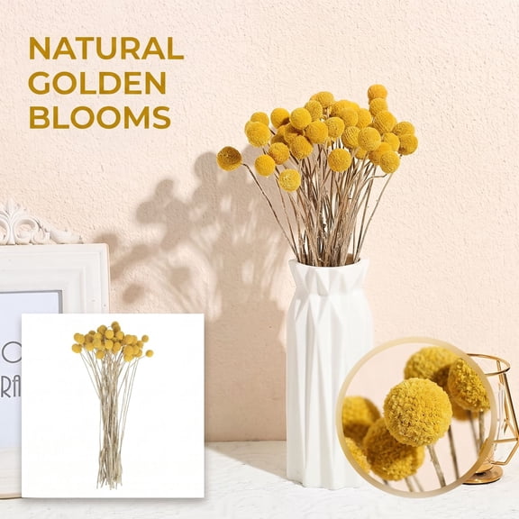 20PCS Natural Dried Flowers Craspedia Billy Balls Flowers Yellow 2cm Dried Craspedia Flowers Billy Buttons Floral Bouquet for Flower Arrangements Wedding Home Tall Vase Decor Fall Autumn