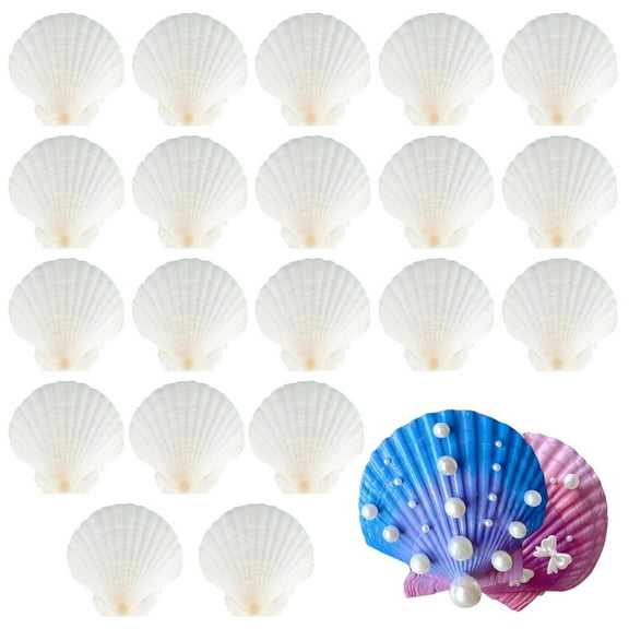20PCS Natural Shells 7 cm - 8 cm White Shell Jacobs Shell Small Shells for Crafts Wedding Decoration Beach Theme Party Fish Tank and Vase Filler