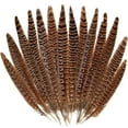 thumbnail image 1 of 20PCS Pheasant Tail Feather for DIY Crafts Home Holiday Party Decorations, 10-12 inch Natural Feather, 1 of 9