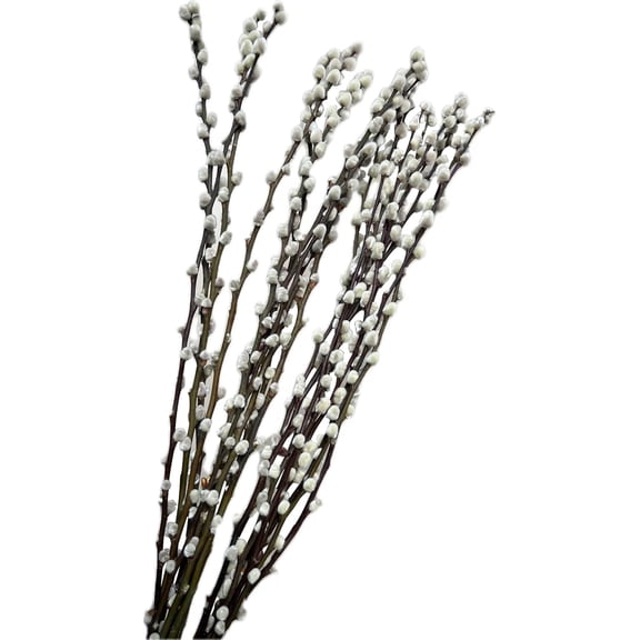 20PCS Real Dried PussyWillow Branches Tall 27 Inches Natural Decorative Branches with White Buds Long Birch Stems for Vase Spring Easter Home Decor