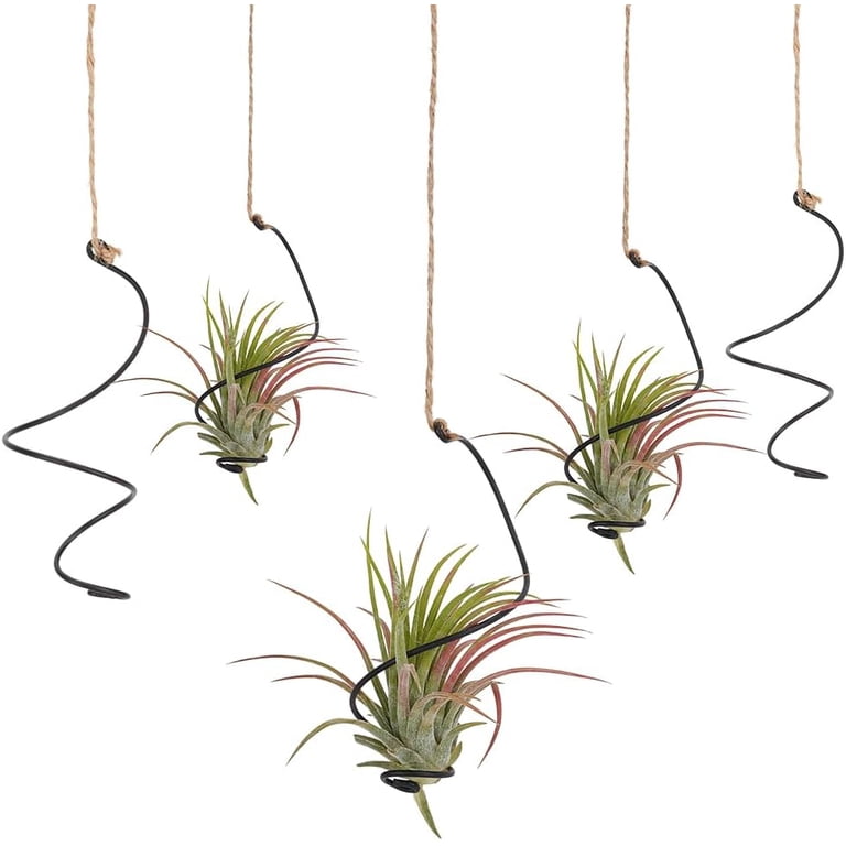 20Pcs Black Spiral Hanging Plant Display with Jute Ropes Hanging Air  Tillandsia Holder Succulent Display Container Plants Wall Holder for Small  Plant ...