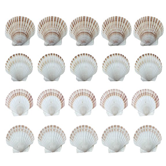 20Pieces White Scalloped Shells for Artistic Endeavors and Parties Decors 6-8cm Painting Baking Crafting Seashells