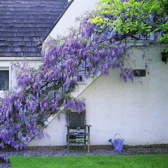 20pcs Japanese Wisteria Floribunda Flower Seeds - Lavender Purple Ornamental Vine Climber