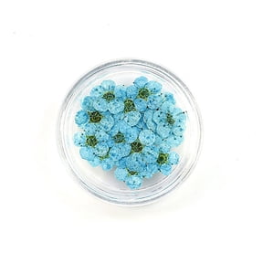 20pcs/box Pressed Dried Narcissus Plum Blossom Flower For Epoxy Resin Jewelry Making Nail Art Craft DIY Accessories
