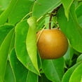 thumbnail image 1 of 20th Century Asian Pear Live Tree – 5 Gallon, 1 of 5