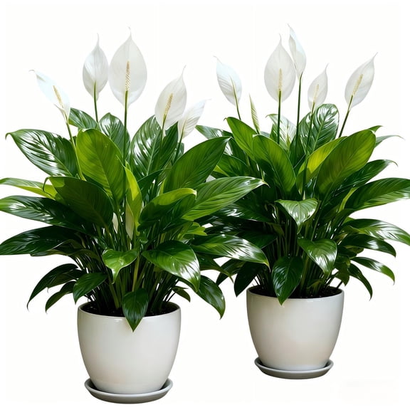 21" Artificial Peace Lily 4 Pack - Faux White Lily Plant for Home Office Decor, No Pot