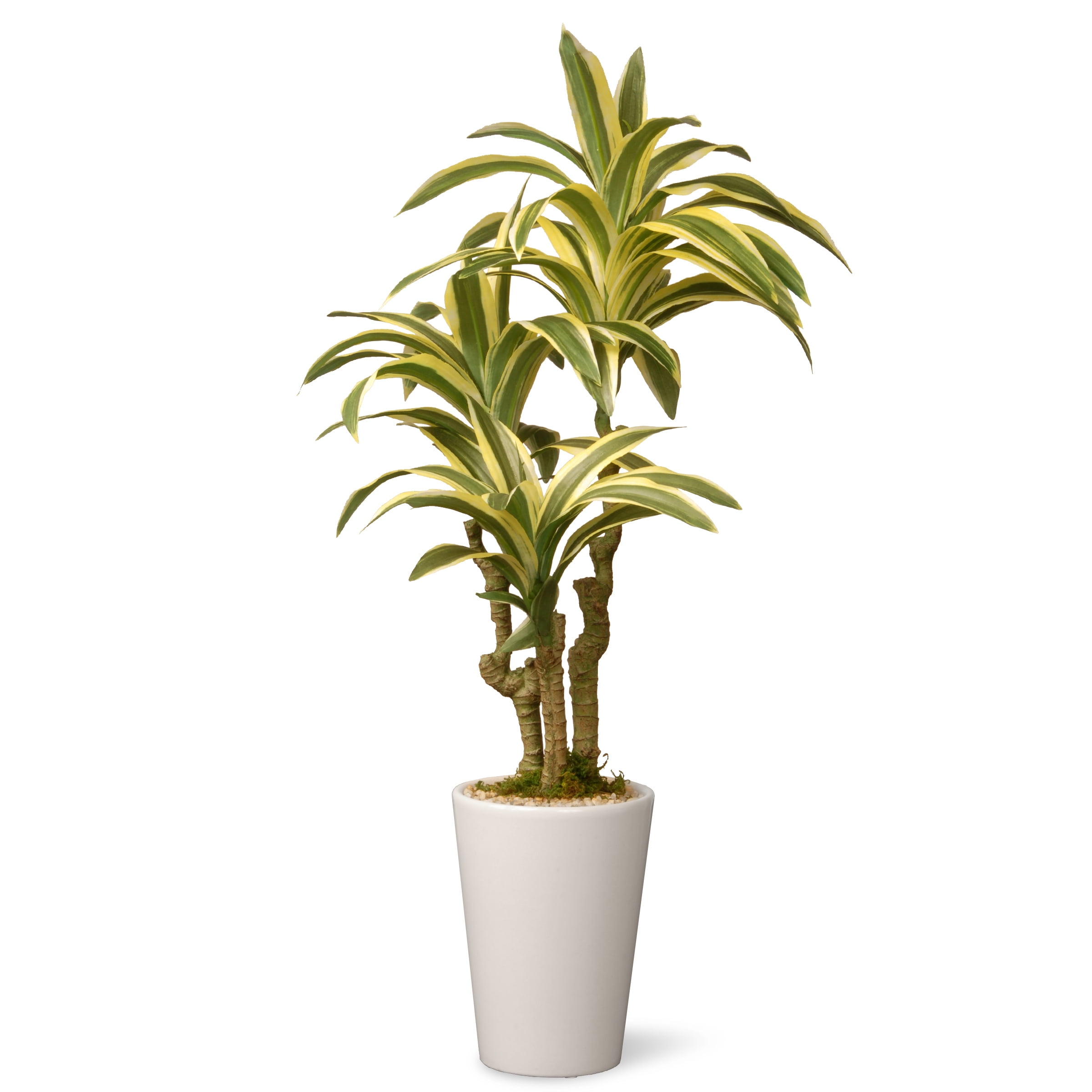 21" Garden Accents Dracaena Plant