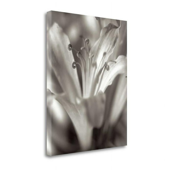 21" x 27" Florison - 14 By Alan Blaustein - Print on Canvas Fabric Multi-Color